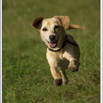 S chutí do toho ... .