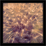 ... Barevné sny ...