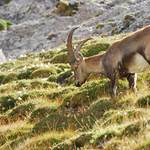 kozoroh pod Dachsteinem