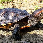 Korytnačka písmenková