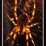 V posledních paprscích