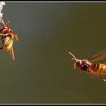 Frrrrrrrrrrrrrrr....