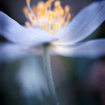 S...něžná kráska