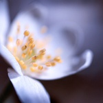 S...něžná kráska II.