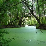 za rohem bydli Shrek  ....