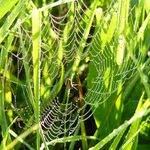 čekání na snídani ....