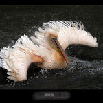 Pelikán bílý (Pelecanus onocrotalus)