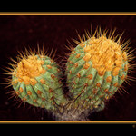 Chlupatý....mám tak rád....je to můj....kamarád...