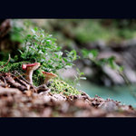 tatranské zátišie