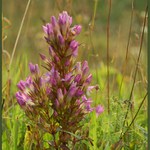 "Podzimofka" (hořeček český)