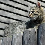 Kočičí smysl pro estetiku