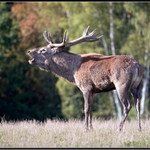 barvy říje, barvy podzimu