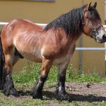 Krasavec od Třeboně