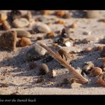 ... one flew over the Danish beach