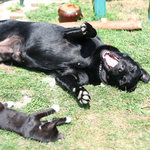 Teda to kotě má fóry, já padnu!