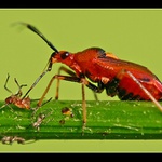 Polanecký masakr :o)