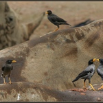 Klubáci na nosorožcích