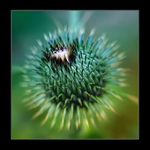 Bodlinky kolem dokola