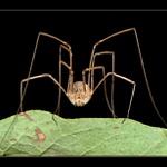 ** Ten co si žije na vysoké noze **