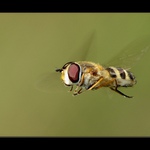 ** Letovka klasická **