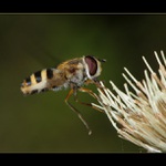 ** Jen si líznu a letím **