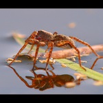 ** Pavouk na vodě**