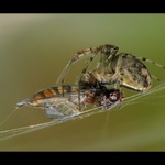 ** Lovec a oběť **