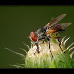 ** Jen si líznu a letím II **