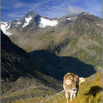 Alpská