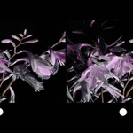 STEREO kytička (cross eye)