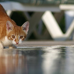 CHLORINE CAT