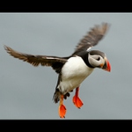 Papuchalk bělobradý (Fratercula artica)