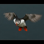 Papuchalk bělobradý (Fratercula artica)