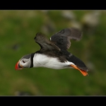 Papuchalk bělobradý (Fratercula artica)