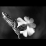 = Tak jít tou rosou ... =