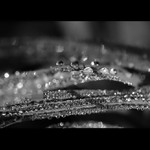 = V truhle paní louky =