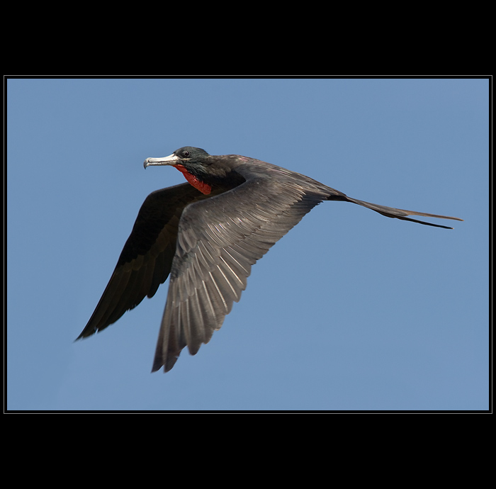 Fregatka páskovaná