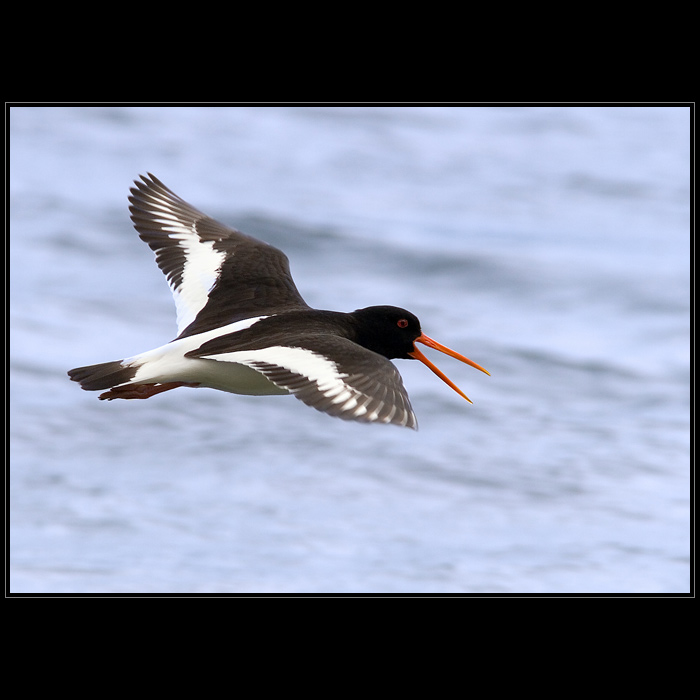 Ústřičník velký