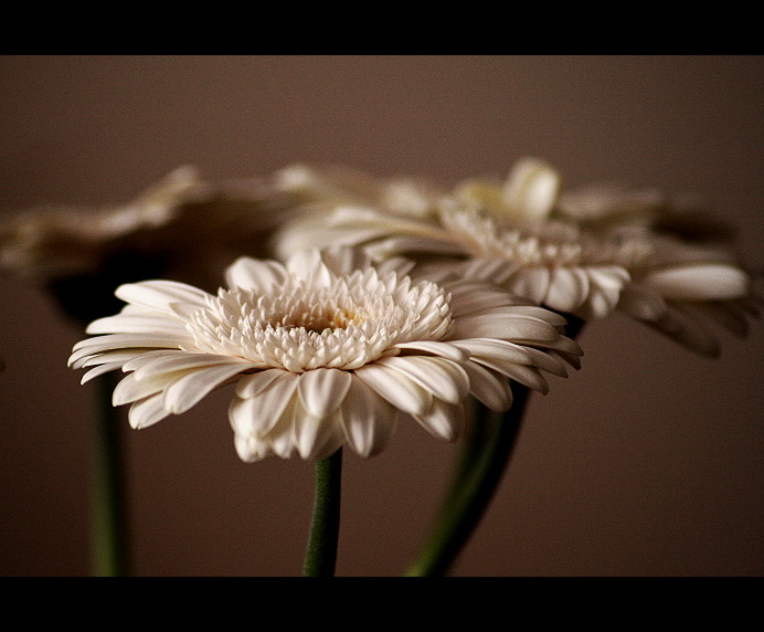 Gerbera