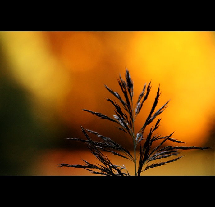 Vláda podzimu aneb podzim za zády aneb barevnost skutečná