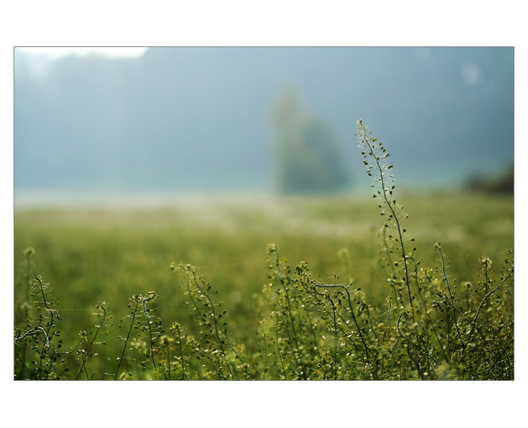 krajina s kokoškou