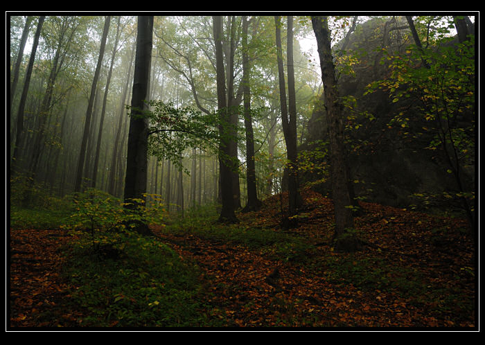Misty forest