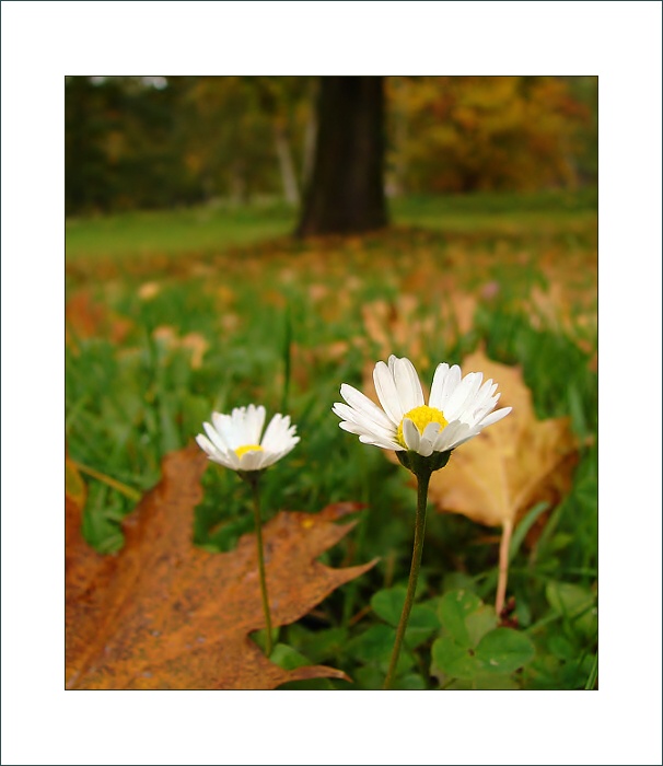 Milenci v parku a blížící se podzim.