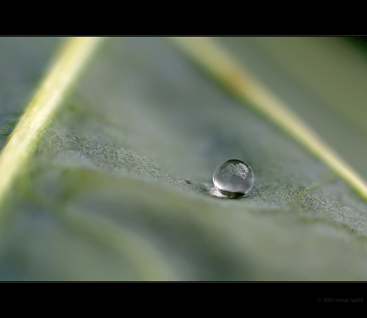 Kapky III - kapustové koulení II