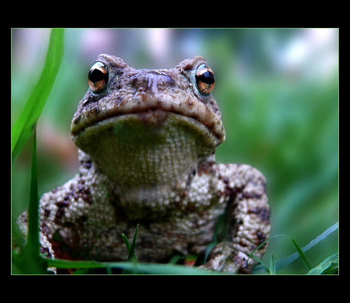 Nelíbat - uslintáš si monitor!!!