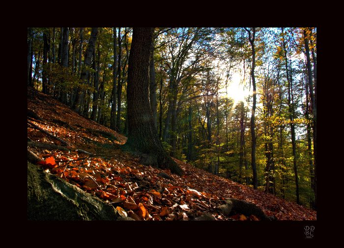 Průsvit
