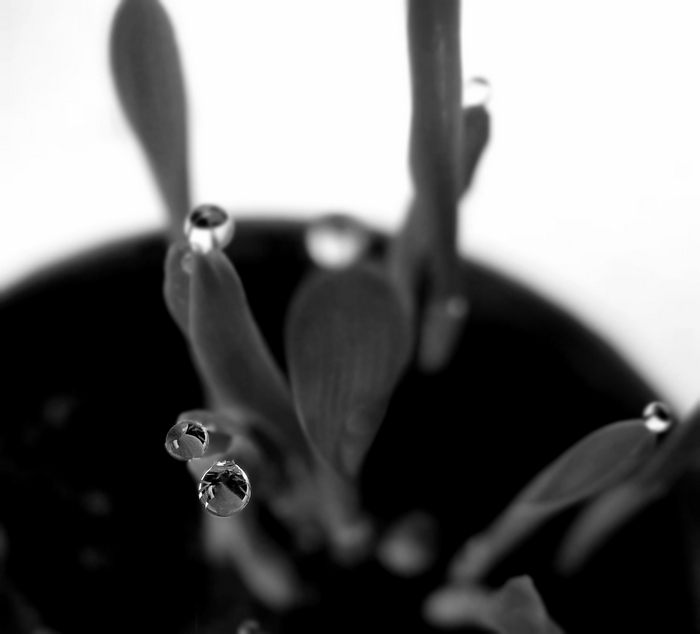 Contrasts