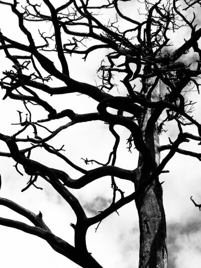 my unhappy tree