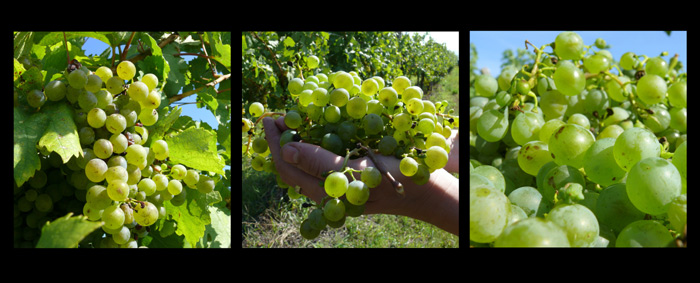 Vinobrani