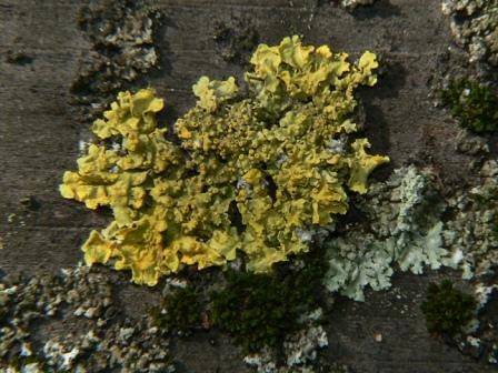Distovník múrový (Xanthoria parietina)